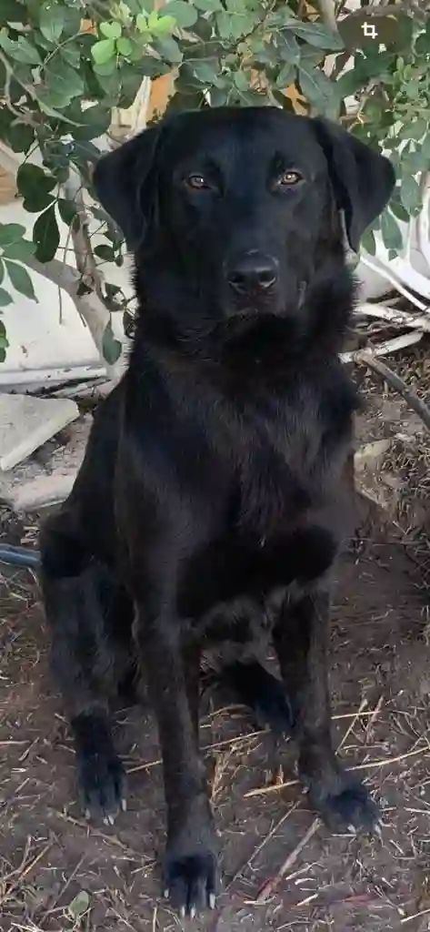 Chien Berger Noir à Dar Chaabane Elfehri0