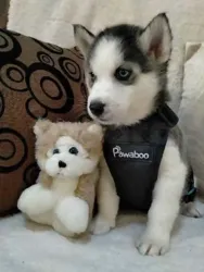 Chiots Husky