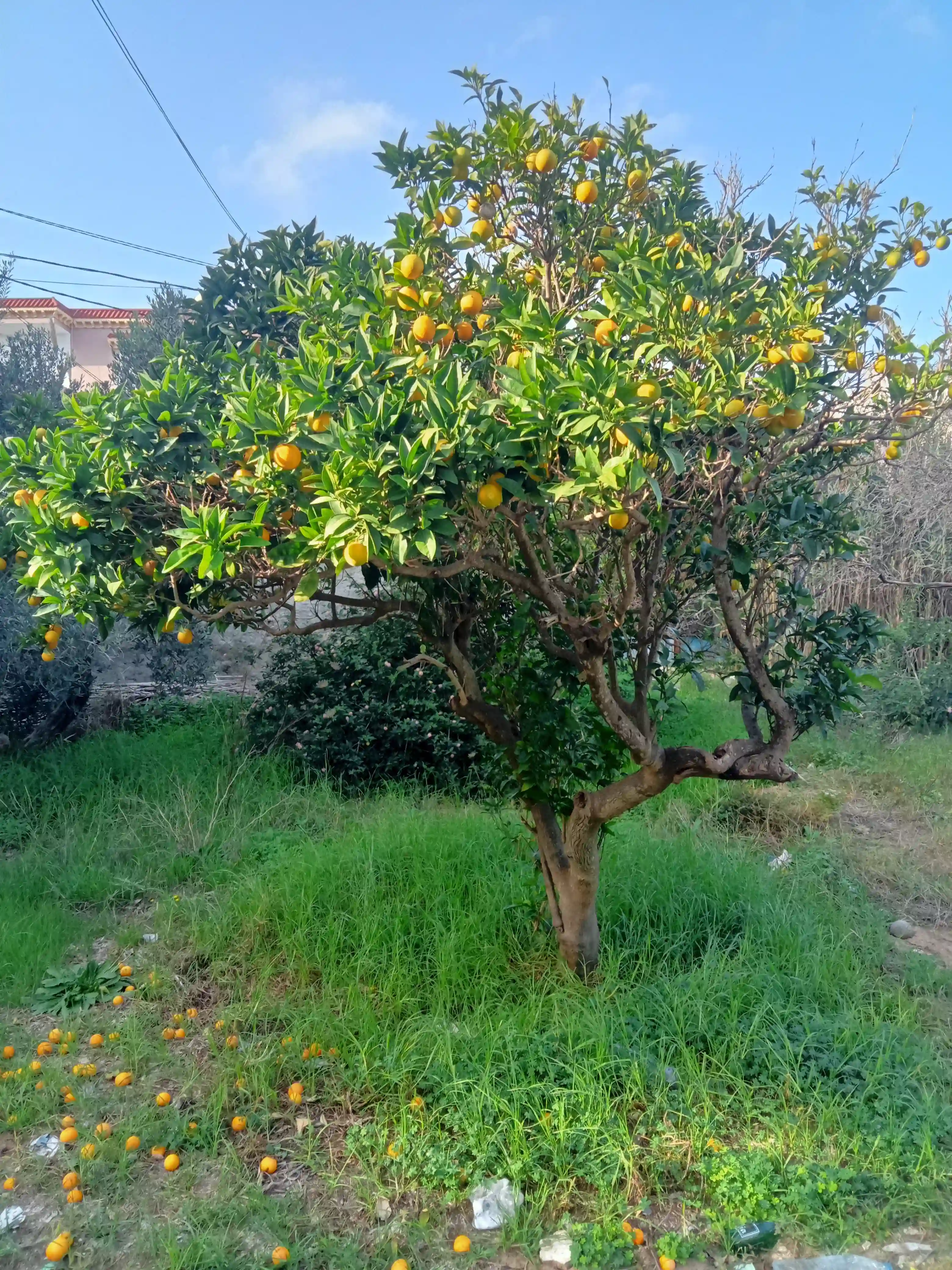 Terrain Avec Autorisation à Bizerte0