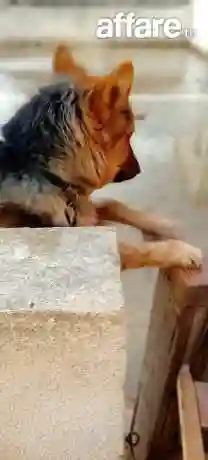 Chien Berge - Vue 2