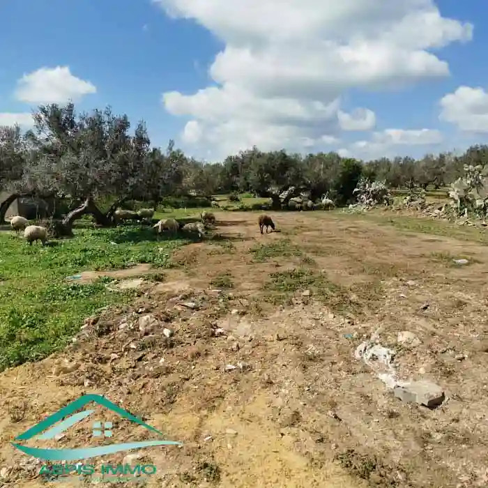 Terrain 500 m2 à Cité Tahert Kelibia à Kelibia - Vue 3