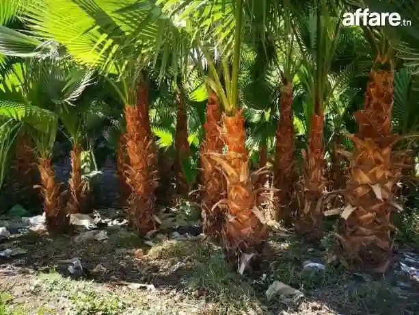 21226774 Tendance Déco Jardin Tunisie ☎️ Plantation Gazon - Vue 2