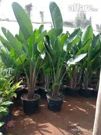 21226774 Tendance Déco Jardin Tunisie ☎️ Plantation Gazon - Vue 4