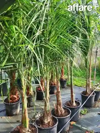 21226774 Tendance Déco Jardin Tunisie ☎️ Plantation Gazon - Vue 8