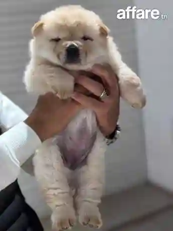 Chow Chow - Vue 1