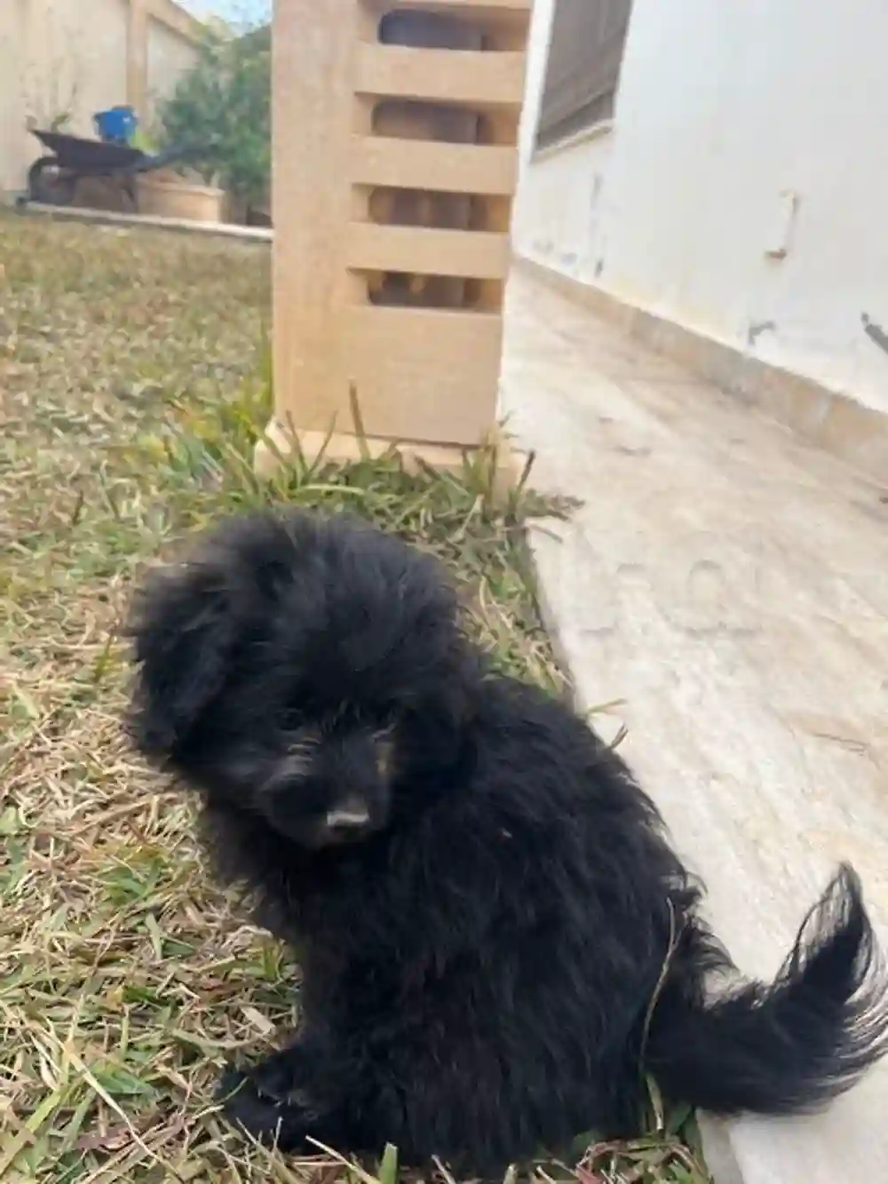 Chiot Caniche - Vue 1