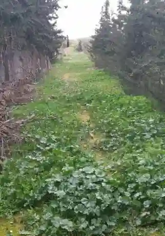 Tres Joli Terrain nu au Kef Ouest Zone D'avenir - Vue 4