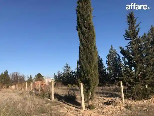 Tres Joli Terrain nu au Kef Ouest Zone D'avenir - Vue 7