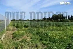 25 Hectares à Zaouiet Jedidi
