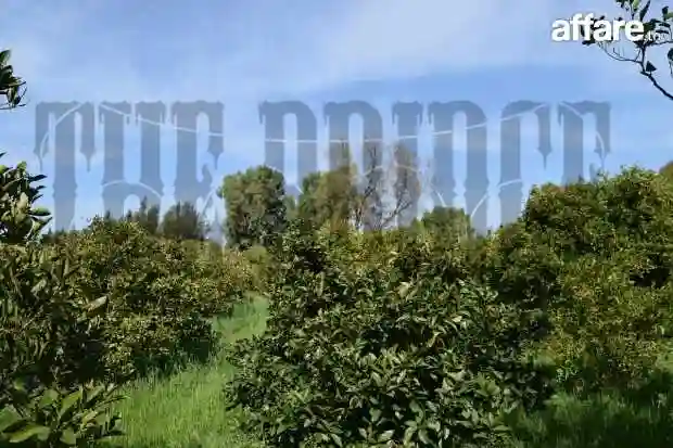 25 Hectares à Zaouiet Jedidi - Vue 1