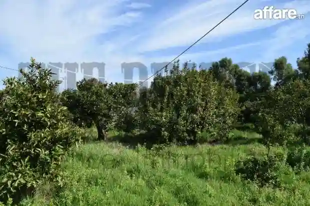 25 Hectares à Zaouiet Jedidi - Vue 4
