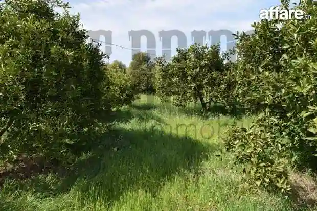 25 Hectares à Zaouiet Jedidi - Vue 6