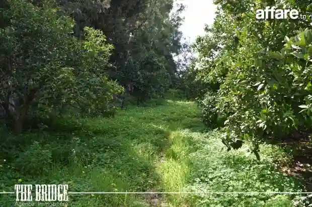 25 Hectares à Zaouiet Jedidi - Vue 7