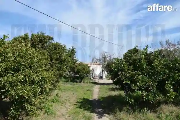 25 Hectares à Zaouiet Jedidi - Vue 8