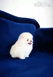 Chiot Spitz Pomeranien Avec Pedigree