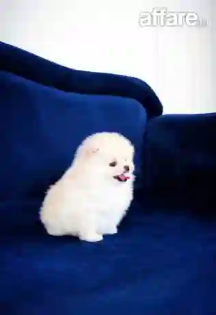 Chiot Spitz Pomeranien Avec Pedigree