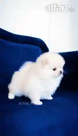 Chiot Spitz Pomeranien Avec Pedigree - Vue 1