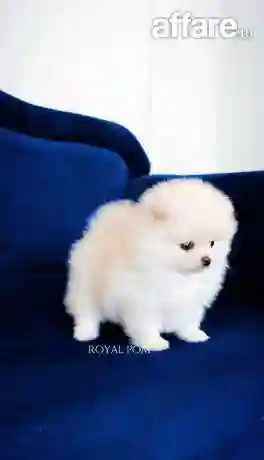 Chiot Spitz Pomeranien Avec Pedigree - Vue 2