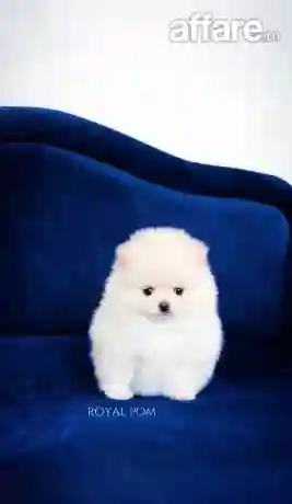 Chiot Spitz Pomeranien Avec Pedigree - Vue 3