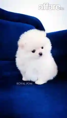 Chiot Spitz Pomeranien Avec Pedigree - Vue 5