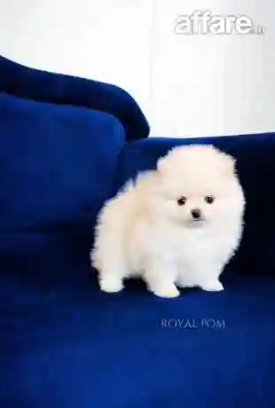 Chiot Spitz Pomeranien Avec Pedigree - Vue 7