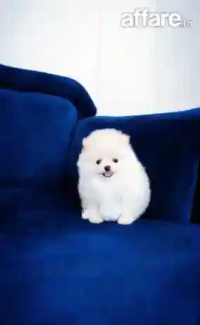 Chiot Spitz Pomeranien Avec Pedigree - Vue 8