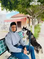 Magnifique Husky Sibérien à Vendre – Pure Race Vacciné et j