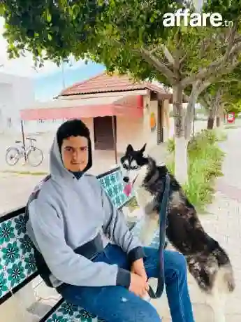 Magnifique Husky Sibérien à Vendre – Pure Race Vacciné et j