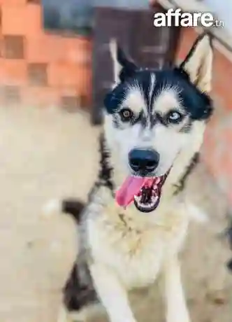 Magnifique Husky Sibérien à Vendre – Pure Race Vacciné et j - Vue 1