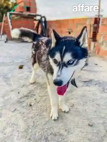 Magnifique Husky Sibérien à Vendre – Pure Race Vacciné et j - Vue 2