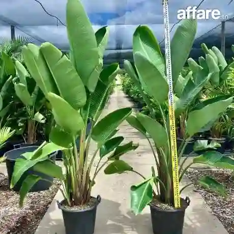 Décoration Jardin et Posé Gazon Naturelle Américain Kikuyu p