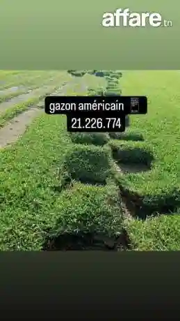 Décoration Jardin et Posé Gazon Naturelle Américain Kikuyu p - Vue 4