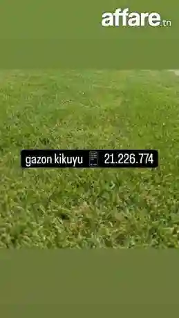Décoration Jardin et Posé Gazon Naturelle Américain Kikuyu p - Vue 6