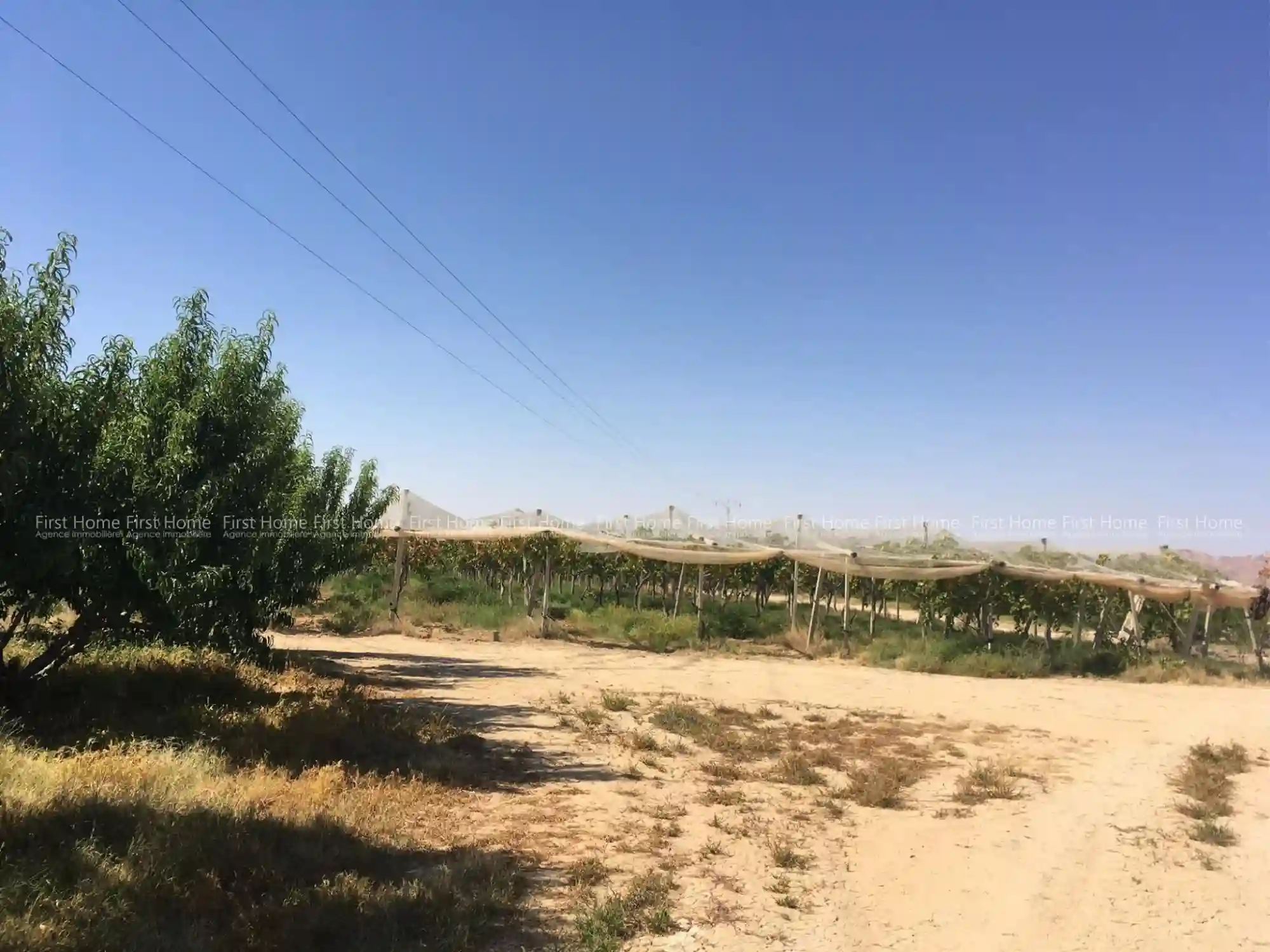 Ferme à Mezzouna Sidi Bouzid - Vue 1