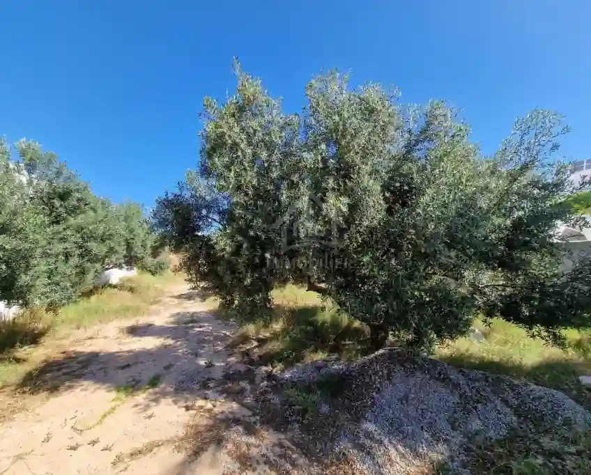 Terrain Clôtué de 520 m² à Mrezga à Vendre 51355351 - Vue 7