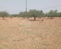 Terrain de 4800 m² à Sidi Mtir à Vendre à 270 md 51355351