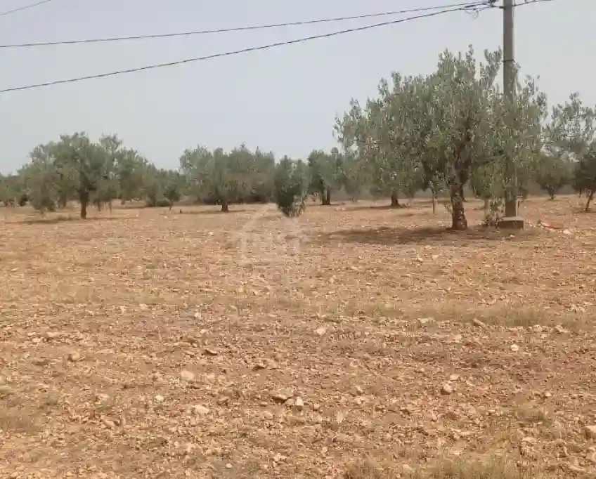 Terrain de 4800 m² à Sidi Mtir à Vendre à 270 md 51355351 - Vue 2