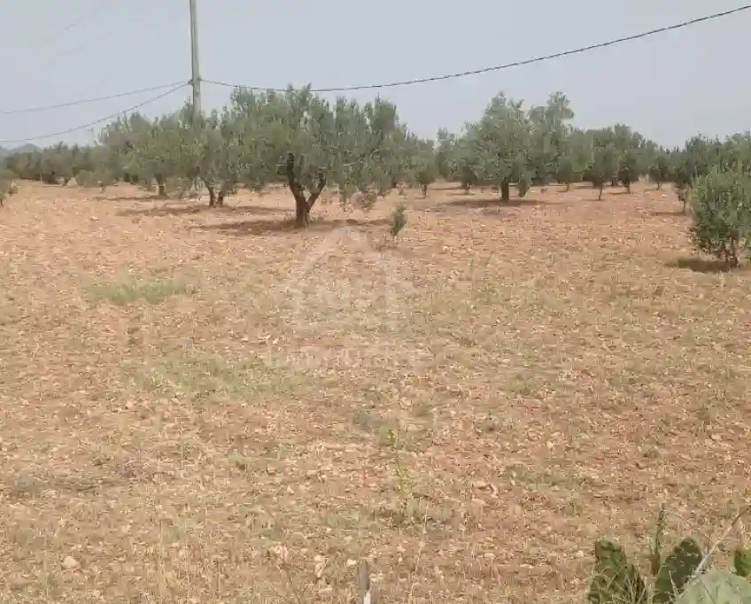 Terrain de 4800 m² à Sidi Mtir à Vendre à 270 md 51355351 - Vue 4