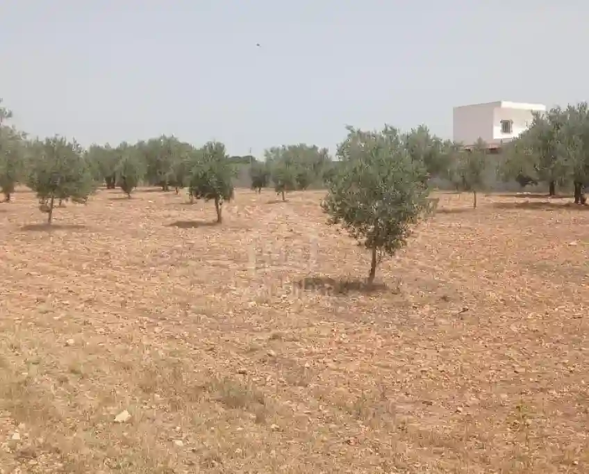 Terrain de 4800 m² à Sidi Mtir à Vendre à 270 md 51355351 - Vue 5