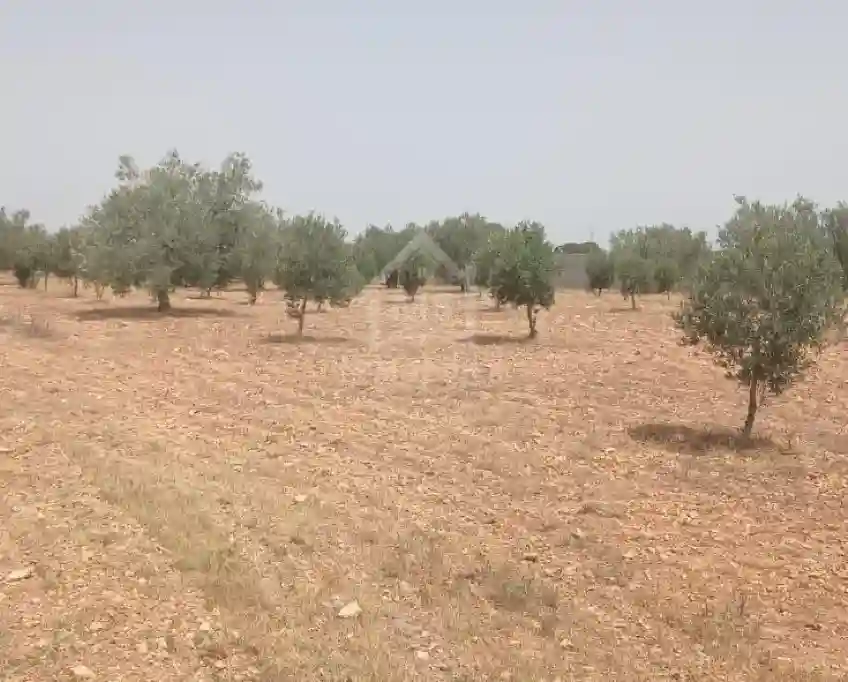 Terrain de 4800 m² à Sidi Mtir à Vendre à 270 md 51355351 - Vue 7