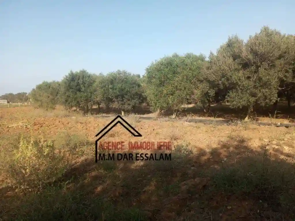 Ferme à dar Allouche - Vue 1