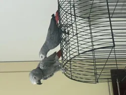 2 Perroquets Gris de Gabon Couple à Sfax Ville