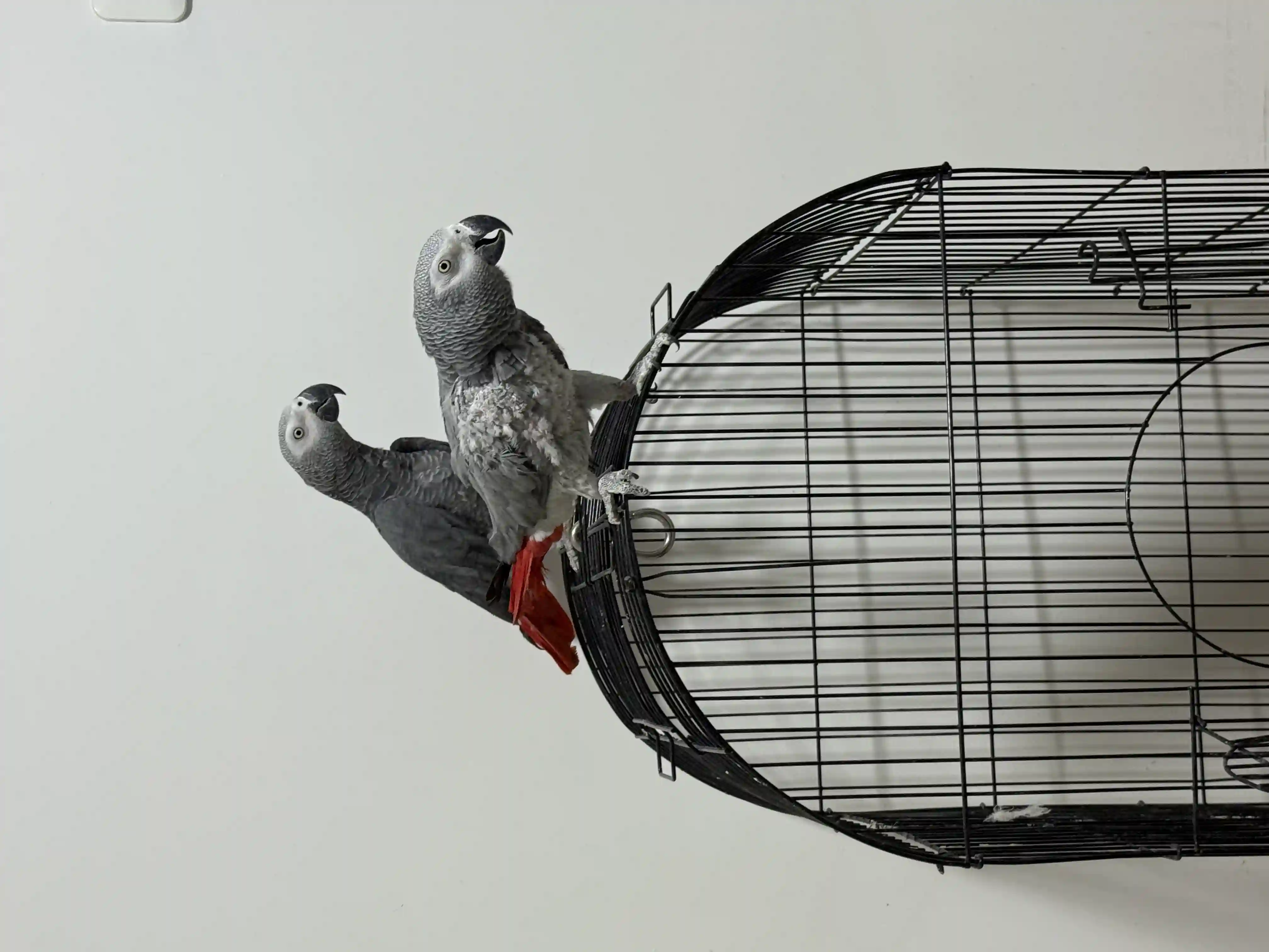 2 Perroquets Gris de Gabon Couple à Sfax Ville - Vue 1