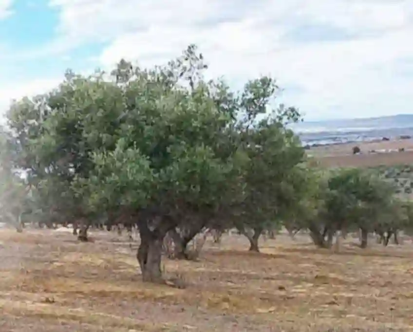 Terrain à Sanhaja Manouba 832 m² 245 dt le m²
