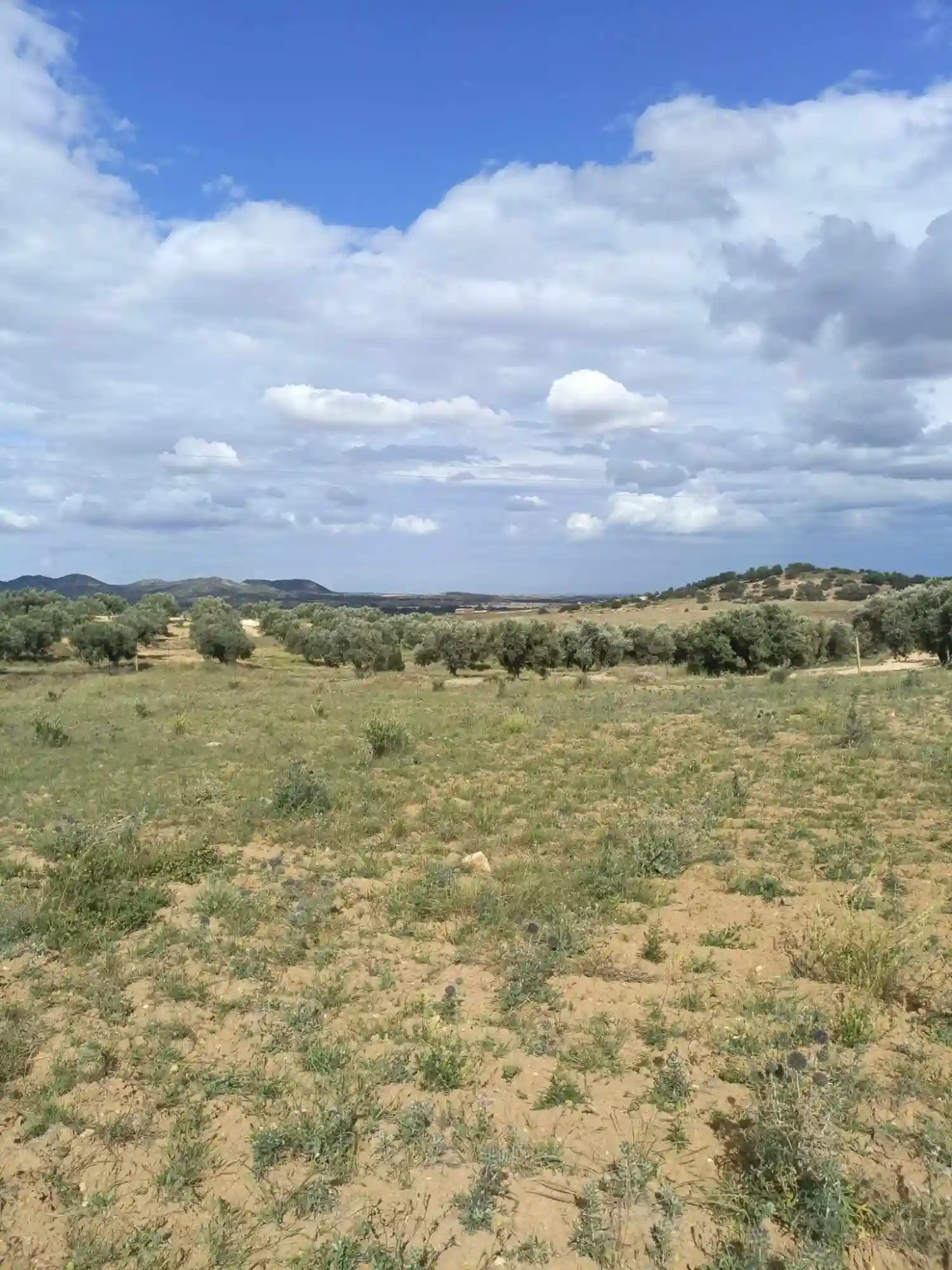 أرض للبيع 4100م بها زيتون طريق الزريبة زغوان - Vue 1