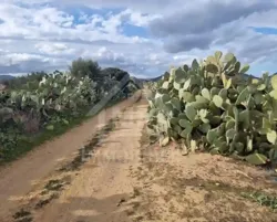 1 Hectare Planté D'oliviers à Hammamet sud à Vendre 51355351