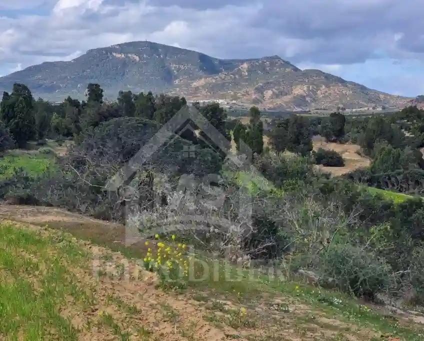 1 Hectare Planté D'oliviers à Hammamet sud à Vendre 51355351 - Vue 1