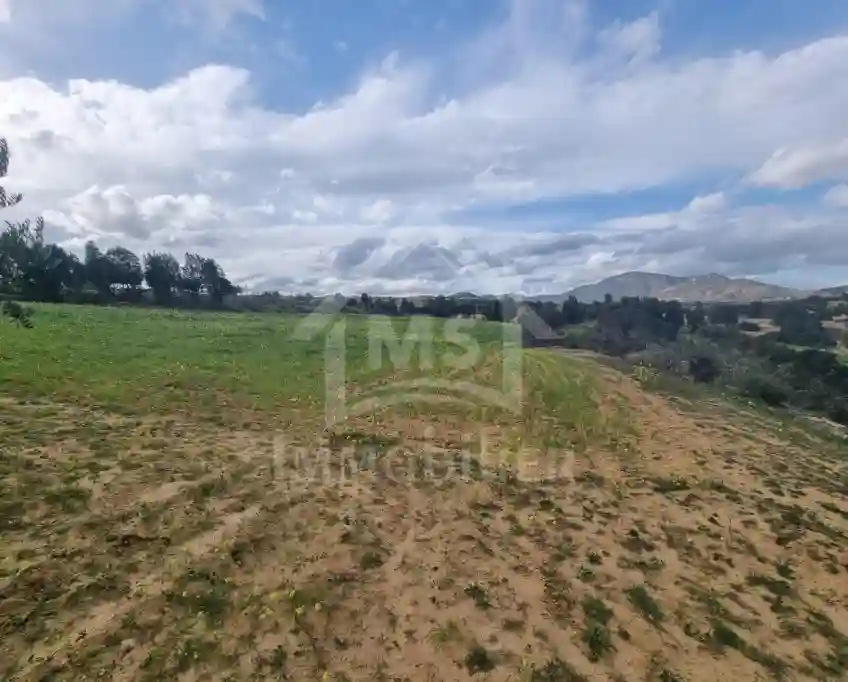 1 Hectare Planté D'oliviers à Hammamet sud à Vendre 51355351 - Vue 2