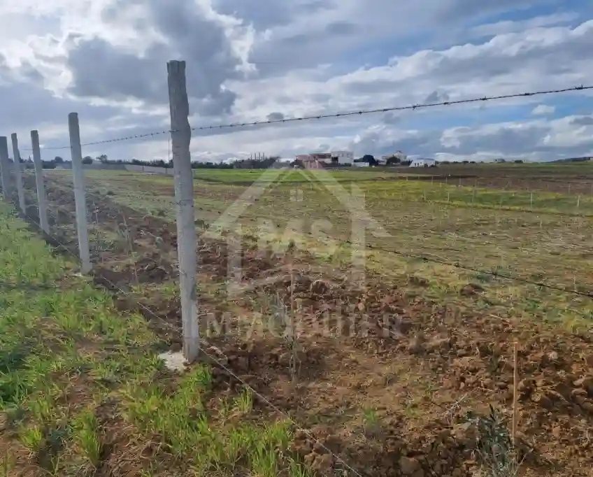 1 Hectare Planté D'oliviers à Hammamet sud à Vendre 51355351 - Vue 3