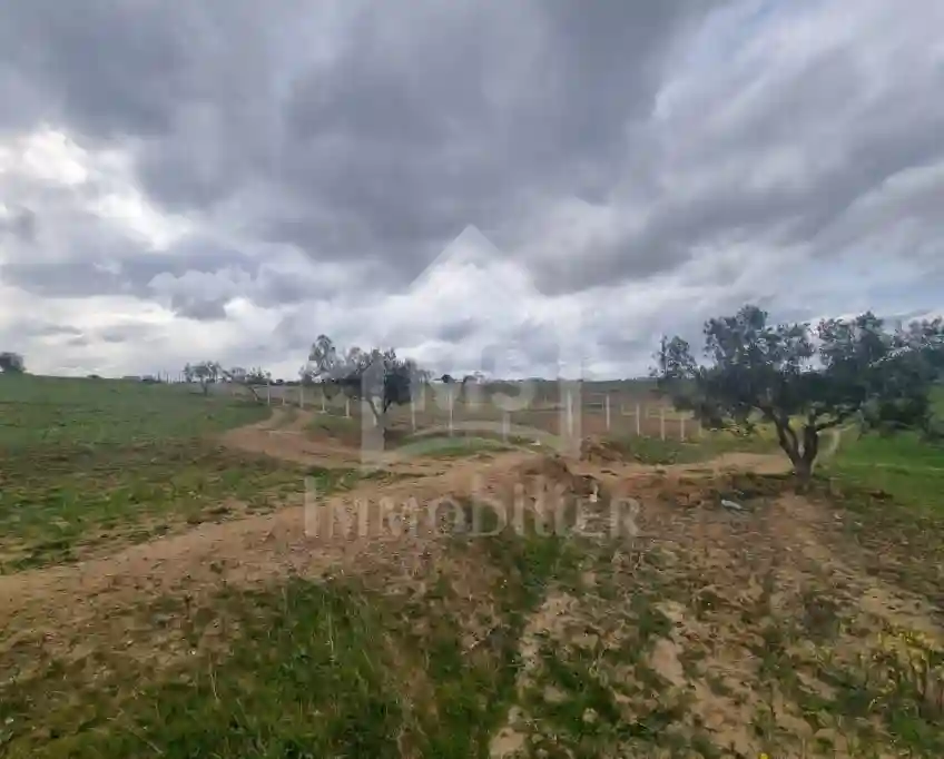 1 Hectare Planté D'oliviers à Hammamet sud à Vendre 51355351 - Vue 4